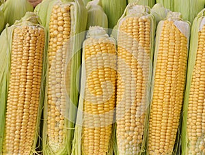 Corn or Maize Lat. Zea mays photo